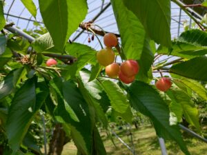 路地のさくらんぼ、佐藤錦が熟し収穫まで7～10日になりました